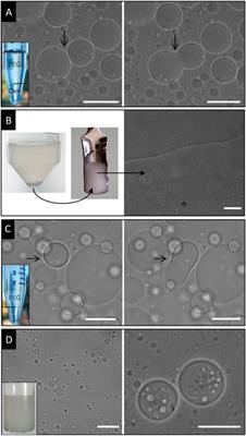 Stabilization of water-in-water emulsion upon solvent shifting
